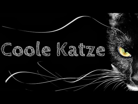 Namika - Coole Katze (Lyrics)