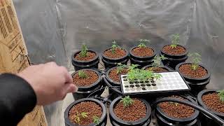 RDWC ROUND 3!🥊LED🌞 Advanced Nutrients GMO Clones🧬🏋️🏋️‍♀️🏋️‍♂️🔥