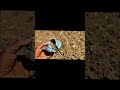 Khet mein mila purana khazana! 😱 Dekhiye kya nikla mitti ke andar se. #vlog #khazana #trending