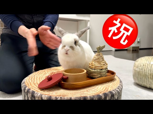 おはなちゃん1歳お誕生日祝い！プレゼントもらった子ウサギさん