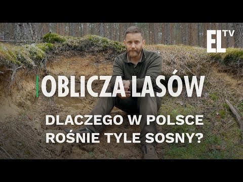 Wideo: Dlaczego sosny są złe?