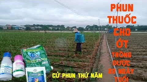 PHUN THUỐC CHO ỚT TRỒNG ĐƯỢC 22 NGÀY TUỔI