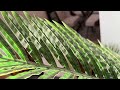     This Fake Palm Tree Looks Surprisingly Real 🌴 | Amazon Home Decor Review