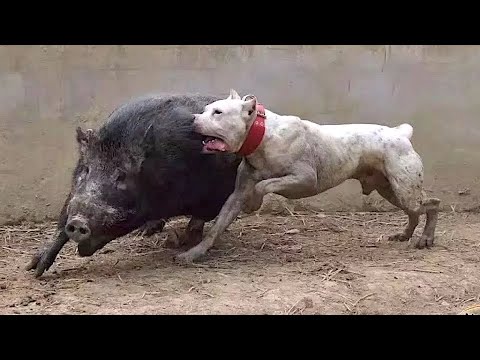 تعرف على كلب دوجو أرجنتينو كلب لا يعرف الخوف صائدالخنازير البرية