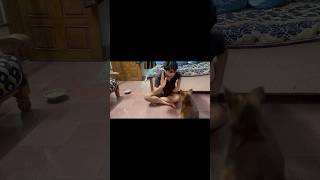 Cute dog activities 😝🤣#germanshepherd #shorts #ytshorts #trending #viral #dogshorts #vlog