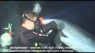 Дельфин просит помощи у человека Дельфин просит помощи у человека