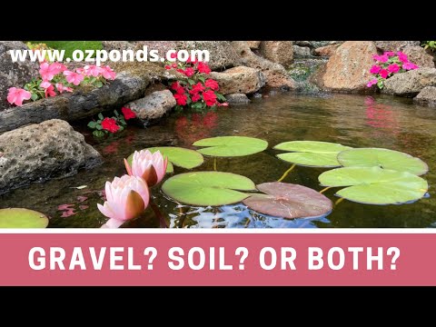 Video: Emergent Water Plants - How To Use Emergent Plants In Water Gardens