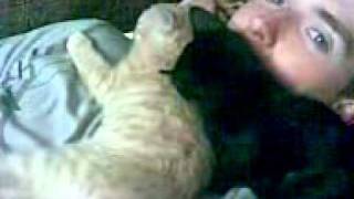 Кошки.3gp Кошки.3gp