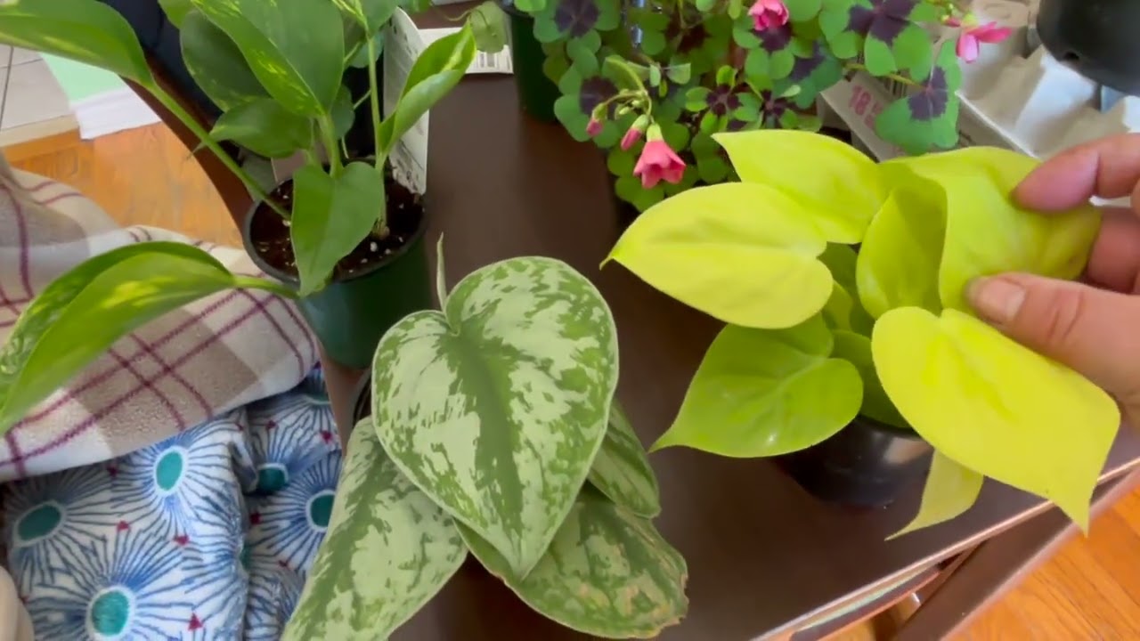 Bought more indoor plants