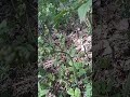 Папоротник-орляк. Полезный и необычный