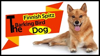 Finnish Spitz |The Barking Bird Dog Detailed  Profile Review & Finnish Spitz Traits by Learning Pets 740 views 2 years ago 2 minutes, 52 seconds