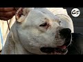 PUMA vs DOGO ARGENTINO (Cougar Fight) - este es el poder del puma Contra el Dogo Argentino