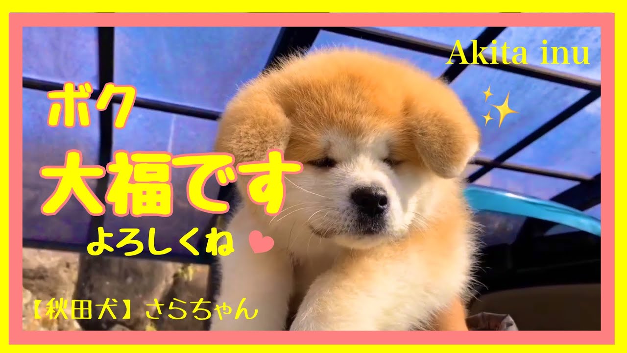 【秋田犬】さらちゃん【Akita  inu 】Sarah　　　　　新しいお友達です😊