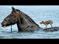 Животные Спасают Друг Друга! Удивительные Случаи Взаимопомощи Между Животными