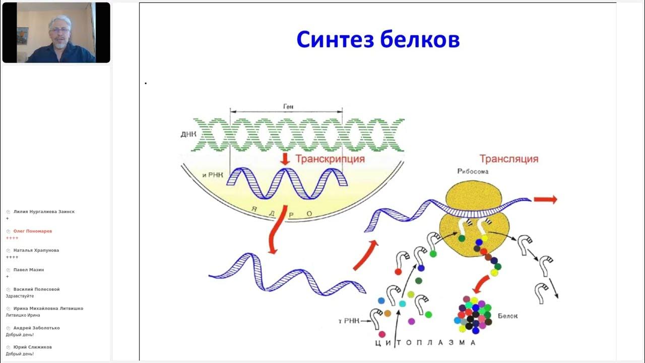 Биосинтез белка 1 этап. Биосинтез белка 1 этап. Биосинтез белка принцип комплементарности. Схема транскрипции синтеза белка. Этапы синтеза белка схема.
