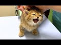 Lili's kittens' first vaccinations were very difficult...