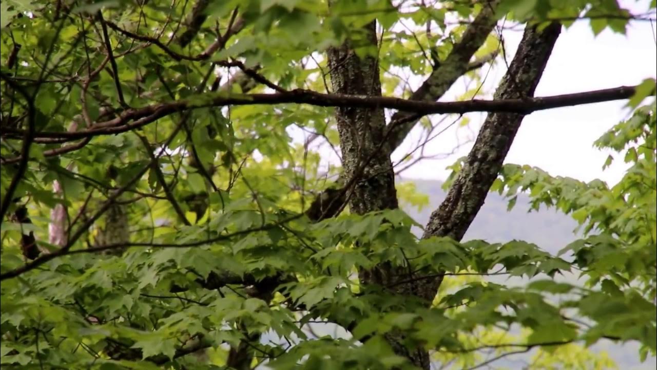 birdsong-at-red-rock-trail-in-paradise-valley-pa-youtube