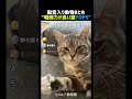 戦闘力が高すぎる猫TOP5 🐱👊