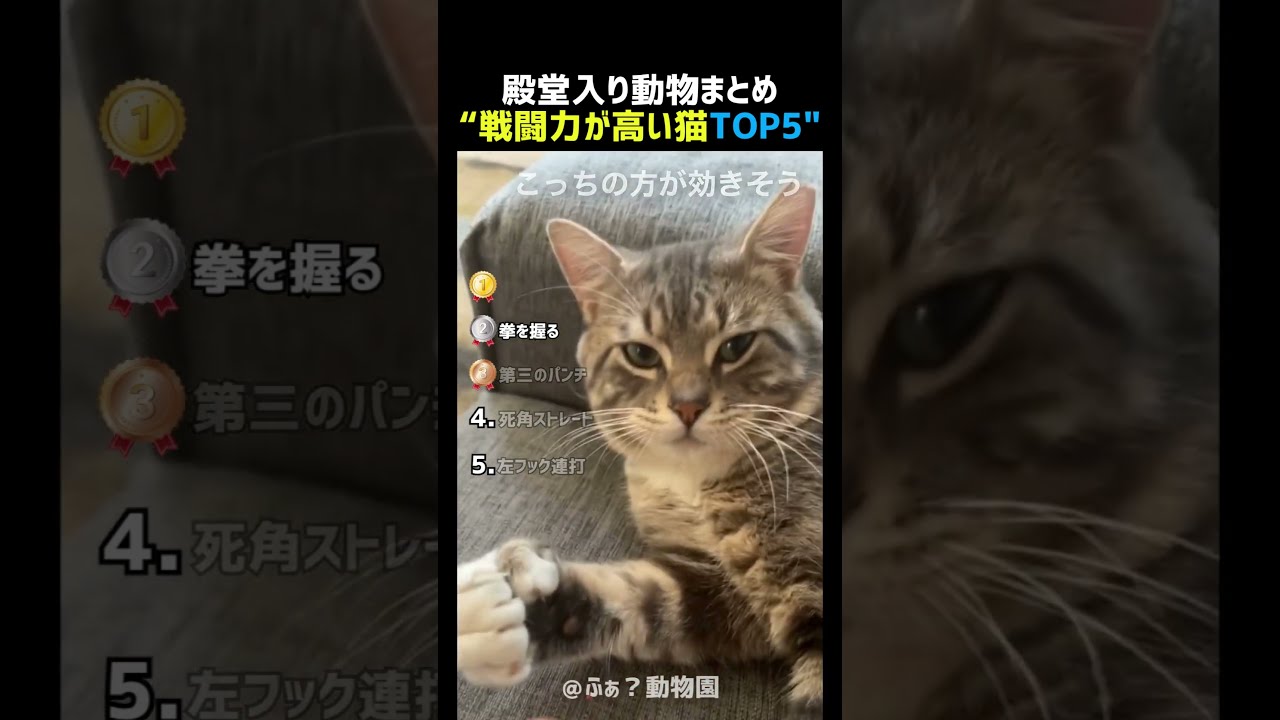 戦闘力が高すぎる猫TOP5 🐱👊