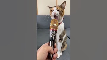 Thumbnail of ingin lihat kucing bernyanyi#shorts