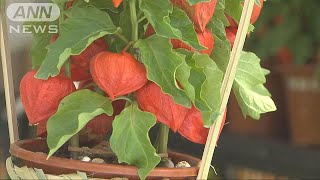 浅草寺「ほおずき市」　にぎわう境内に掛け声響く(17/07/09)