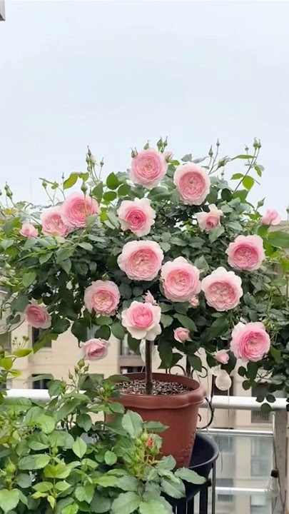 Perfect beautiful rose flowers tree (20/4) #rose #garden #roseflower #rosecaring
