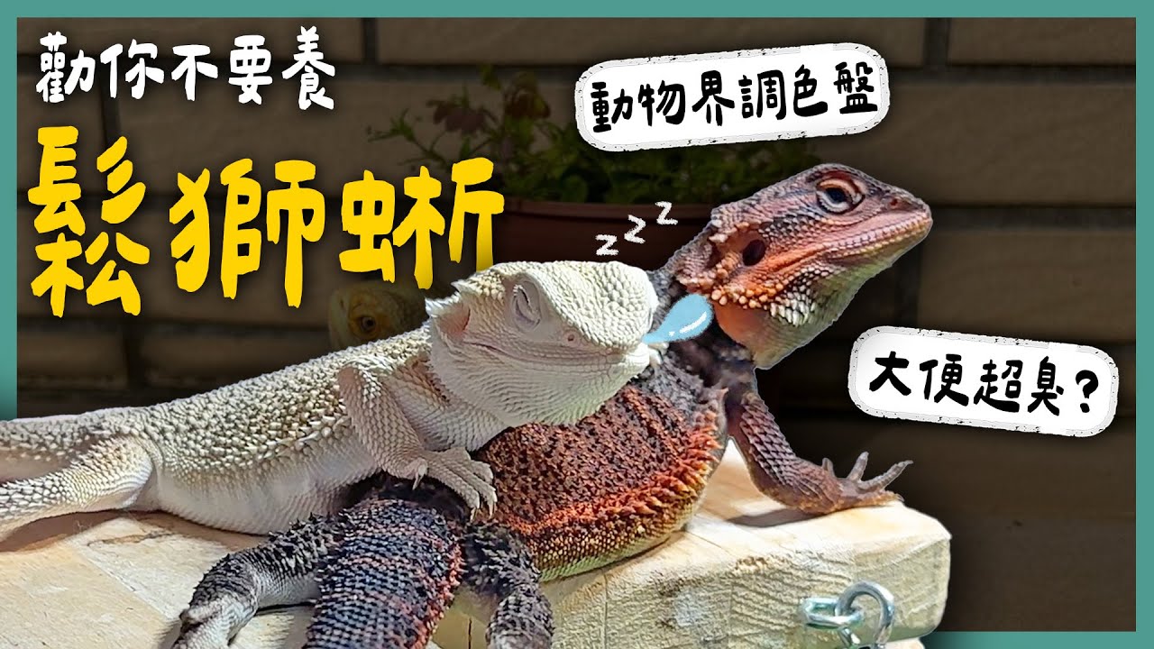 養鬆獅蜥前該準備什麼？無鱗的鬆獅蜥你看過嗎？還有誰的屎比牠臭？想養爬寵必看！《勸你不要養》 EP15 l 蝌蚪老師與三桃