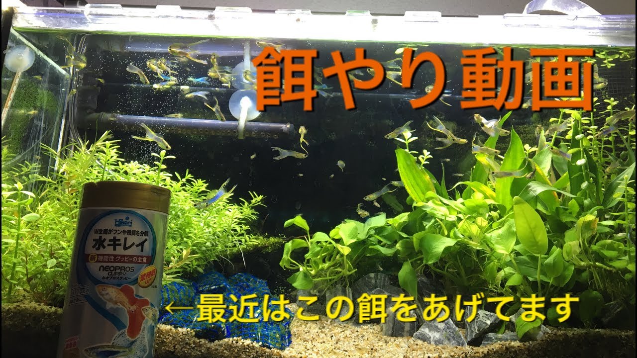 グッピー 餌やり 熱帯魚 アクアリウム 水草水槽 Youtube