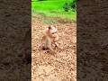 Best Video Of CUTE Sokhaa And Fun ADORABLE Animal WILL MAKE YOU SMILE Short Best Video Of CUTE Sokhaa And Fun ADORABLE Animal WILL MAKE YOU SMILE Short