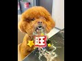 毛毛 2025粉丝们必须旺 动物的迷惑行为 萌宠成精了 狗狗的迷惑行为 狗子成精了 宠物泰迪 泰迪狗狗 萌宠视频 毛毛 2025粉丝们必须旺 动物的迷惑行为 萌宠成精了 狗狗的迷惑行为 狗子成精了 宠物泰迪 泰迪狗狗 萌宠视频