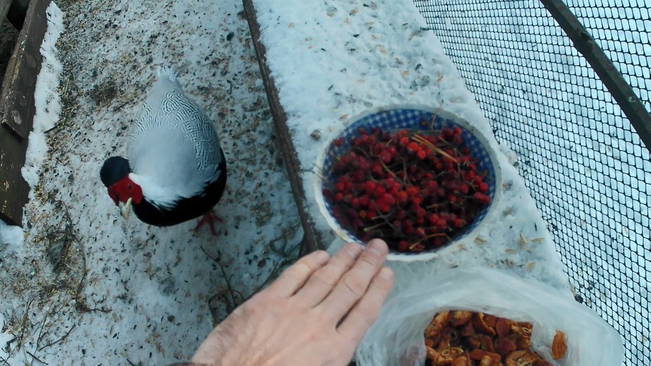 Лучшие витамины и натуральный бесплатный корм для домашней птицы. Вольер с фазанами в декабре.