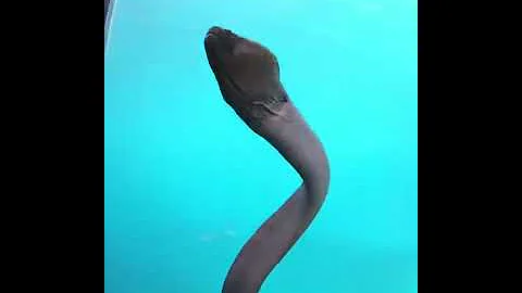 اغنية اه من ام عيونك دول 