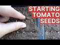 Growing tomatoes from seed for perfect germination