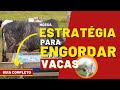 MÉTODO PARA ENGORDAR VACAS DE DESCARTE - Guia completo | Como engordamos gado aqui