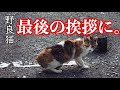 【野良猫】最後の挨拶に来た縞三毛【A stray cat who came to the last greeting.】