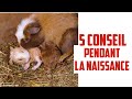 naissance de bébé cochon d'Inde