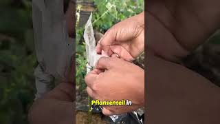 Here is a simple method for grafting