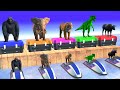 Elephant dinosaur gorilla tiger buffalo choose the right box funny animal games 2023
