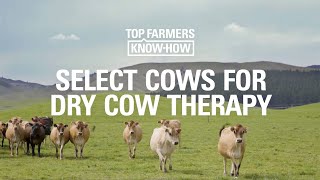 DCT SERIES: SELECT COWS FOR DRY COW THERAPY