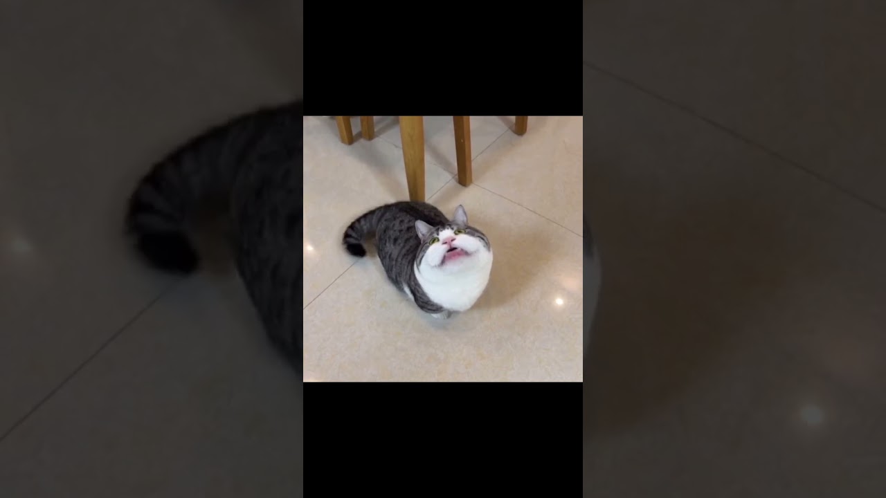 “Funny animals everywhere! 🐶😂 Which one made you LOL? 👇 