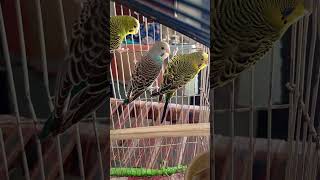 @Beautiful @Austialian @bird