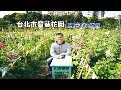在台北市區也有蜀葵花園，就在古亭河濱公園交通便利！想看蜀葵花海不用特地跑到中、南部了！
