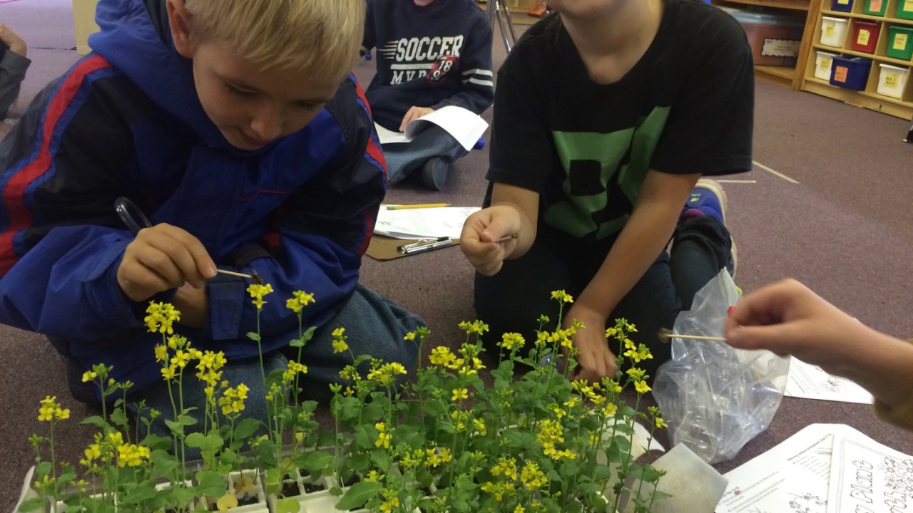 TRCS 3rd Grade 2016 Roots Shoots Buckets and Boots YouTube