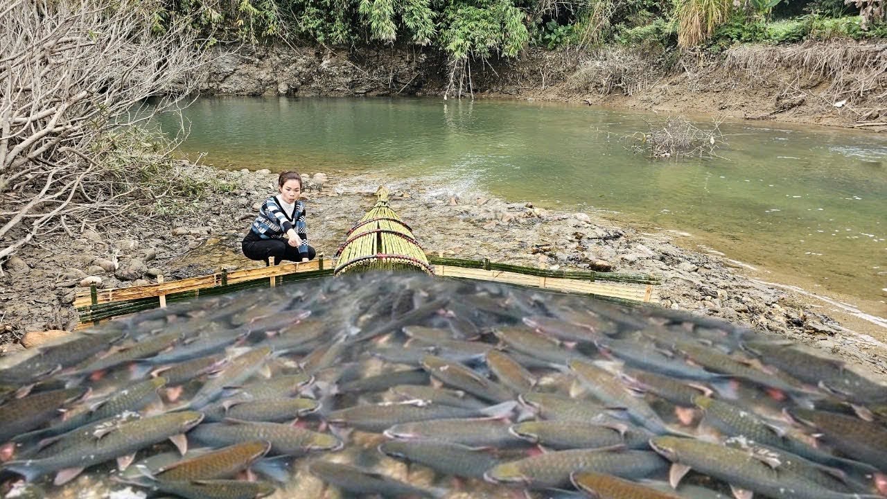 The girl made an ancient bamboo fish trap placed in the stream with ...