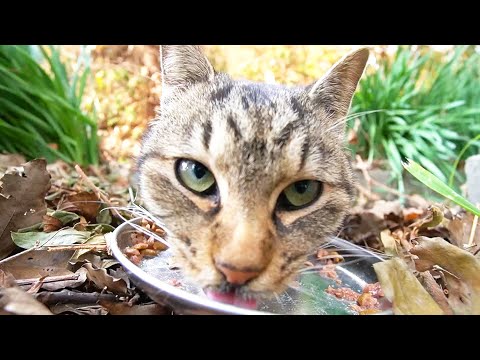 警戒心と緊張感が高いさくらねこにカルカン(kalkan)とちゅ～るとカリカリを給餌したら険しい顔で食べた 野良猫 感動猫動画 ASMR