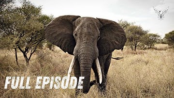 Follow an elephant calf in its first year of life (Short documentary)  #usa #uk #animals #elephant