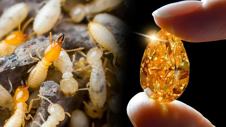That’s How Termites Can Lead You to Diamonds in Nature