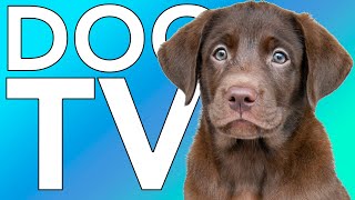 DOG TV: 10 HOURS of Fun Videos to Entertain Your Dog! NEW 2022