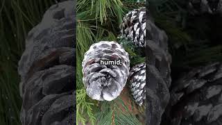 Celebrity Pine Trees Predict Rain? 🌧️ 🌲 Profile