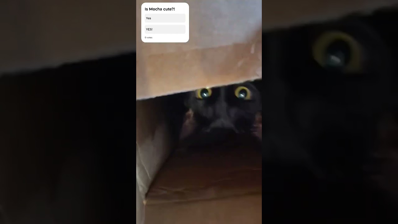 Bleh👅😛🐈‍⬛